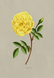 Róża Madame Falcot