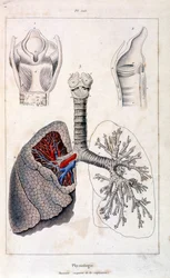 Ilustracja anatomiczna autorstwa F. E. Guerin. Z Dictionnaire pittoresque d