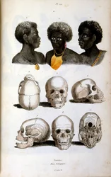 Ilustracja antropologiczna przedstawiająca rasę etiopską