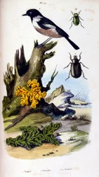 Ilustracja botaniczna i zoologiczna autorstwa F. E. Guerin. Z Dictionnaire pittoresque d