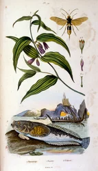 Ilustracja botaniczna i zoologiczna autorstwa F. E. Guerin. Z Dictionnaire pittoresque d