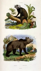 Ilustracja botaniczna i zoologiczna autorstwa F. E. Guerin. Z Dictionnaire pittoresque d
