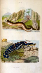 Ilustracja botaniczna i zoologiczna autorstwa F. E. Guerin. Z Dictionnaire pittoresque d