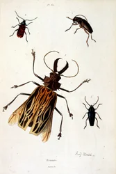 Ilustracja botaniczna i zoologiczna autorstwa F. E. Guerin. Z Dictionnaire pittoresque d
