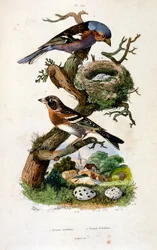 Ilustracja botaniczna i zoologiczna autorstwa F. E. Guerin. Z Dictionnaire pittoresque d