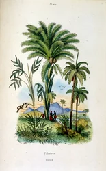 Ilustracja botaniczna i zoologiczna autorstwa F. E. Guerin. Z Dictionnaire pittoresque d