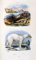 Ilustracja botaniczna i zoologiczna autorstwa F. E. Guerin. Z Dictionnaire pittoresque d