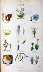 Ilustracja botaniczna i zoologiczna autorstwa F. E. Guerin. Z Dictionnaire pittoresque d