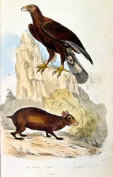 Ilustracja botaniczna i zoologiczna autorstwa F. E. Guerin. Z Dictionnaire pittoresque d