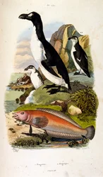Ilustracja botaniczna i zoologiczna autorstwa F. E. Guerin. Z Dictionnaire pittoresque d