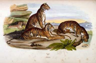 Ilustracja botaniczna i zoologiczna autorstwa F. E. Guerin. Z Dictionnaire pittoresque d