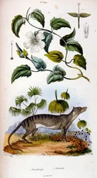 Ilustracja botaniczna i zoologiczna autorstwa F. E. Guerin. Z Dictionnaire pittoresque d