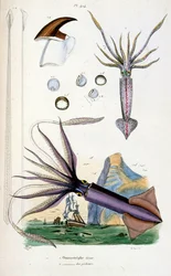 Ilustracja botaniczna i zoologiczna autorstwa F. E. Guerin. Z Dictionnaire pittoresque d
