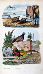 Ilustracja botaniczna i zoologiczna autorstwa F. E. Guerin. Z Dictionnaire pittoresque d