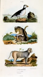 Ilustracja botaniczna i zoologiczna autorstwa F. E. Guerin. Z Dictionnaire pittoresque d