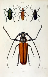 Ilustracja botaniczna i zoologiczna autorstwa F. E. Guerin. Z Dictionnaire pittoresque d