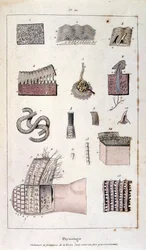 Ilustracja botaniczna i zoologiczna autorstwa F. E. Guerin. Z Dictionnaire pittoresque d