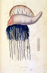 Ilustracja botaniczna i zoologiczna autorstwa F. E. Guerin. Z Dictionnaire pittoresque d