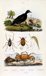 Ilustracja botaniczna i zoologiczna autorstwa F. E. Guerin. Z Dictionnaire pittoresque d