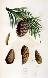 Ilustracja botaniczna i zoologiczna autorstwa F. E. Guerin. Z Dictionnaire pittoresque d