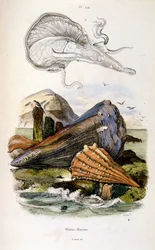 Ilustracja botaniczna i zoologiczna autorstwa F. E. Guerin. Z Dictionnaire pittoresque d