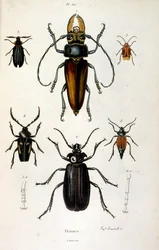 Ilustracja botaniczna i zoologiczna autorstwa F. E. Guerin. Z Dictionnaire pittoresque d