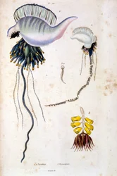 Ilustracja botaniczna i zoologiczna autorstwa F. E. Guerin. Z Dictionnaire pittoresque d