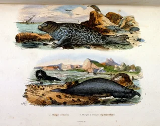 Ilustracja botaniczna i zoologiczna autorstwa F. E. Guerin. Z Dictionnaire pittoresque d
