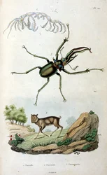 Ilustracja botaniczna i zoologiczna autorstwa F. E. Guerin. Z Dictionnaire pittoresque d