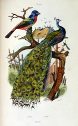Ilustracja botaniczna i zoologiczna autorstwa F. E. Guerin. Z Dictionnaire pittoresque d