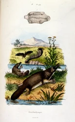 Ilustracja botaniczna i zoologiczna autorstwa F. E. Guerin. Z Dictionnaire pittoresque d