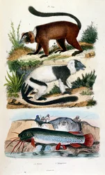 Ilustracja botaniczna i zoologiczna autorstwa F. E. Guerin. Z Dictionnaire pittoresque d