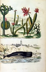 Ilustracja przedstawiająca kaktusy i wieloryba wyrzuconego na brzeg, z „Malowniczego słownika historii naturalnej i zjawisk naturalnych” XIX (rycina)