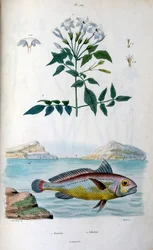 Jasmine (Jaśmin). Johnius (Croaker Fish). Ilustracja botaniczna i zoologiczna autorstwa F. E. Guerin. Z Dictionnaire pittoresque d