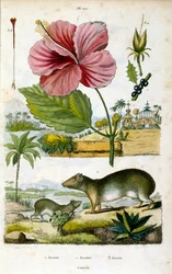 Rodzaj Kerodon (południowoamerykańskie jamochłony skalne), spokrewniony z kapibarami i świnkami morskimi. Ilustracja botaniczna i zoologiczna autorstwa F. E. Guerin. Z Dictionnaire pittoresque d