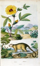Kinkajou; ssak z lasu deszczowego z rodziny Procyonidae spokrewniony z olingo, płaszczami, szopami, ogonem pierścieniowym i kakomiotem. Ilustracja botaniczna i zoologiczna autorstwa F. E. Guerin. Z Dictionnaire pittoresque d