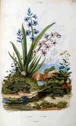 Ropucha