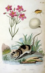 Opos wodny (Chironectes minimus)