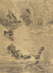 Igraszki kaczki, 1850-1914.