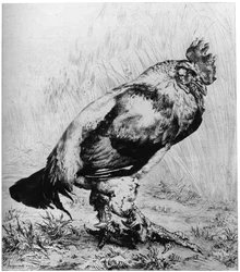 Kogut, ok. 1850-1910, 1924.