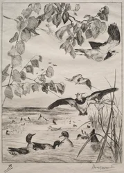 Czajki i Cyraneczki, 1862.