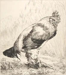 Stary kogut, 1882.