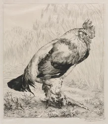 Stary kogut, 1882.