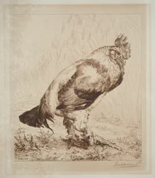 Stary kogut, 1882.