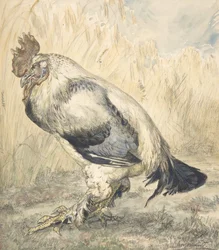 Stary kogut, ok. 1882.