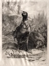 Bażanty, 1899.