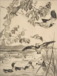 Czajki i Sarcelles, 1862.