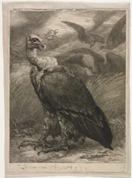 Sęp, 1904