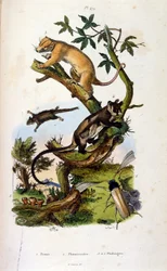 Ilustracja ssaków i owadów. (chromolitografia z Malowniczego słownika historii naturalnej i zjawisk naturalnych autorstwa Felixa-Edouarda Guerin