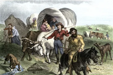 Historia osadników z West Conquete: Amerykańscy pionierzy. Podróże kilku rodzin przemierzających równiny Stanów Zjednoczonych w wozach ciągniętych przez woły. Kolorowa rycina z 19 wieku.